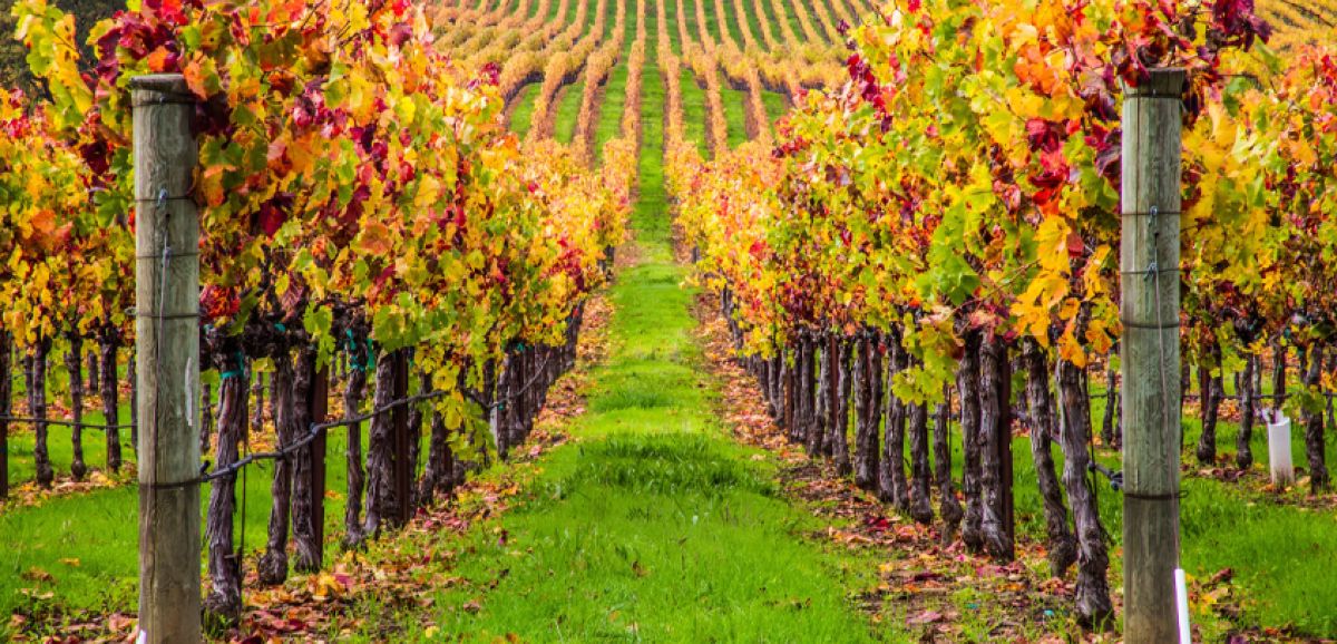 Vignobles de Gaillac
